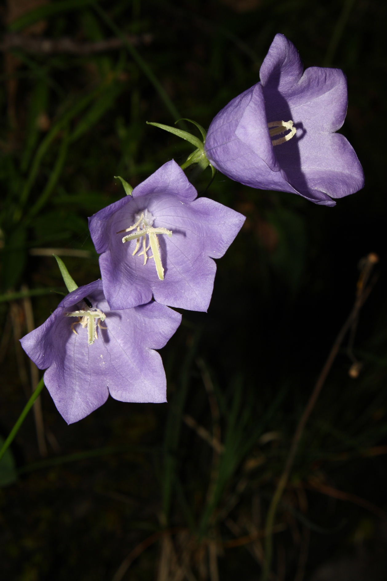 Campanula persicifolia e Campanula macrorhiza